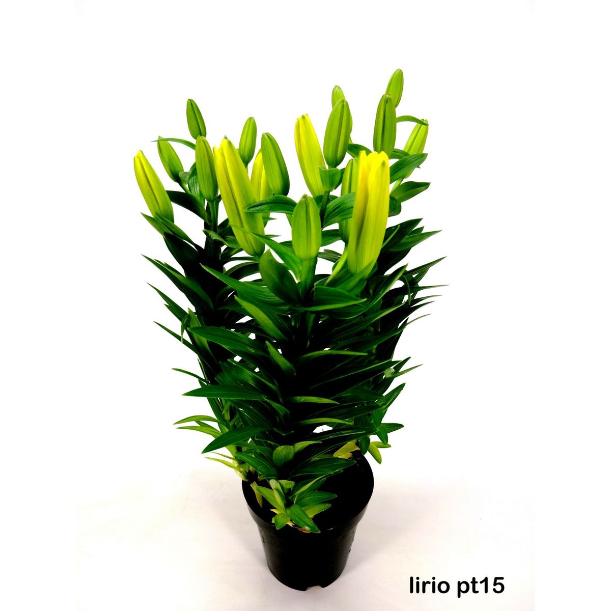 Lírio Lilium Pote 15 Sortido Planta Natural, marca Timlog - Foto Principal