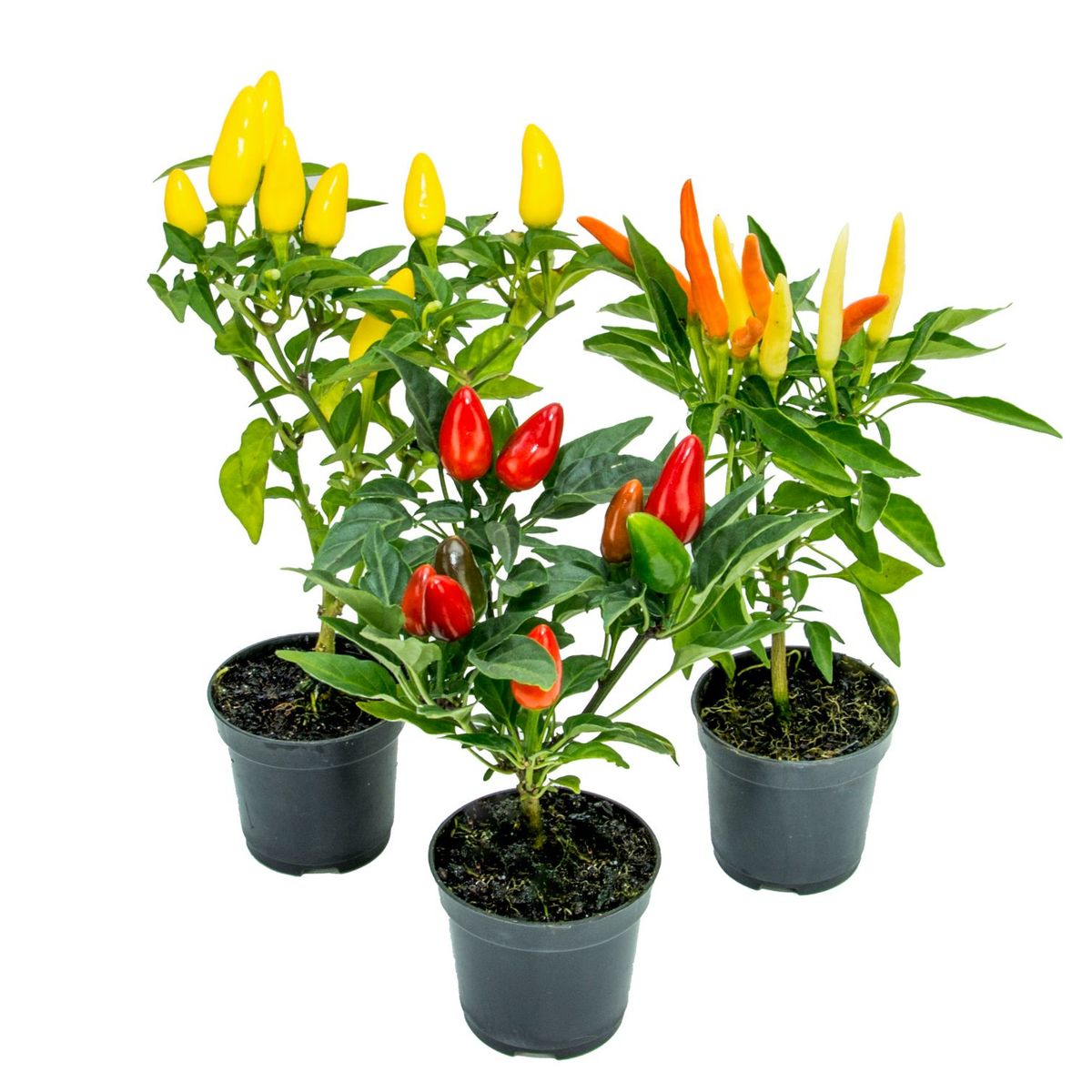 Pimenta Pote 06 Planta Natural, marca Timlog - Foto Principal