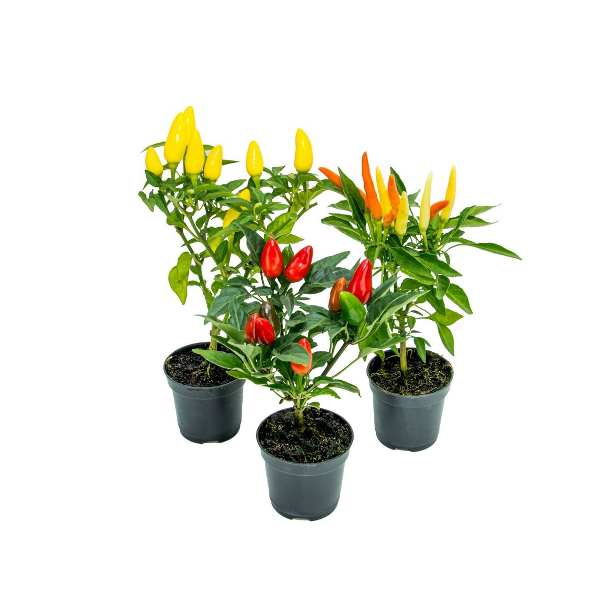 Pimenta Pote 06 Planta Natural, marca Timlog - Foto Principal