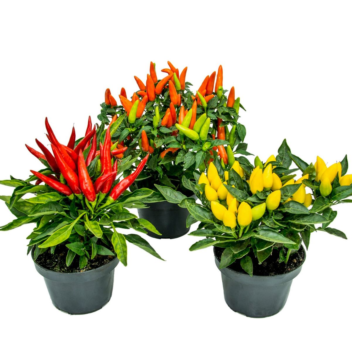 Pimenta Pote 11 Planta Natural, marca Timlog - Foto Principal