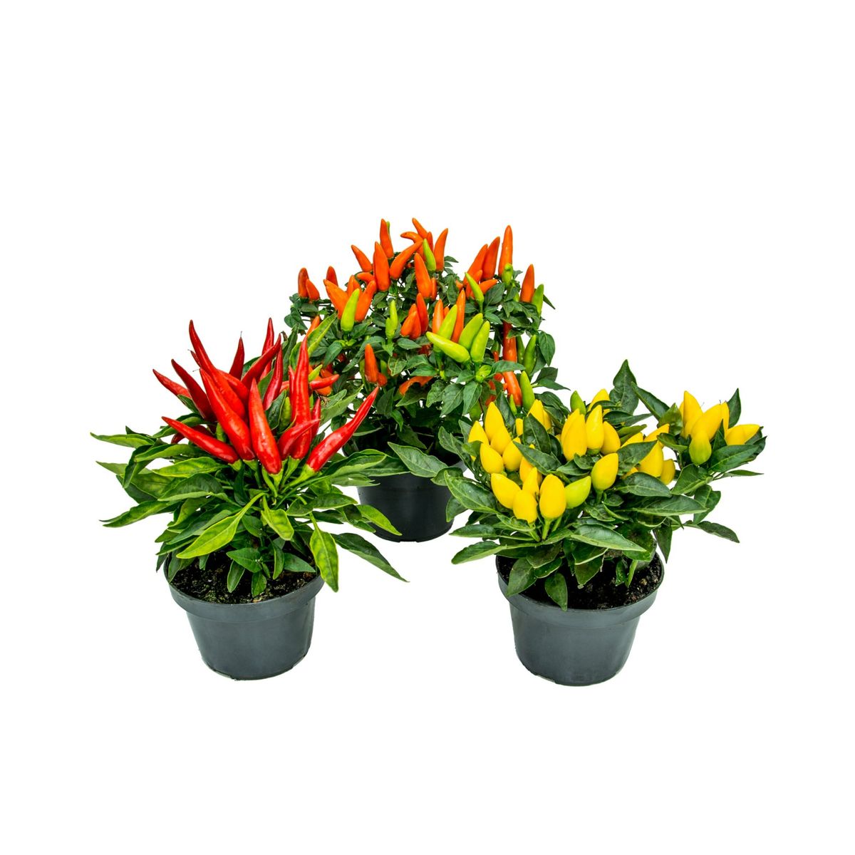 Pimenta Pote 11 Planta Natural, marca Timlog - Foto Principal