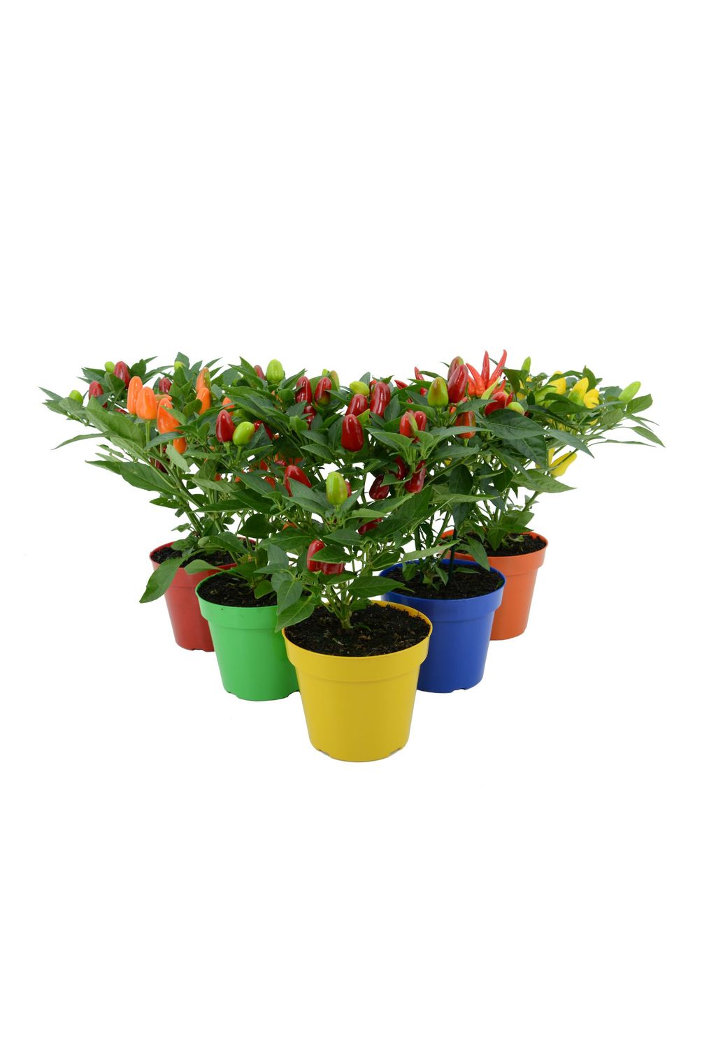 Pimenta Pote 14 Planta Natural | Sodimac