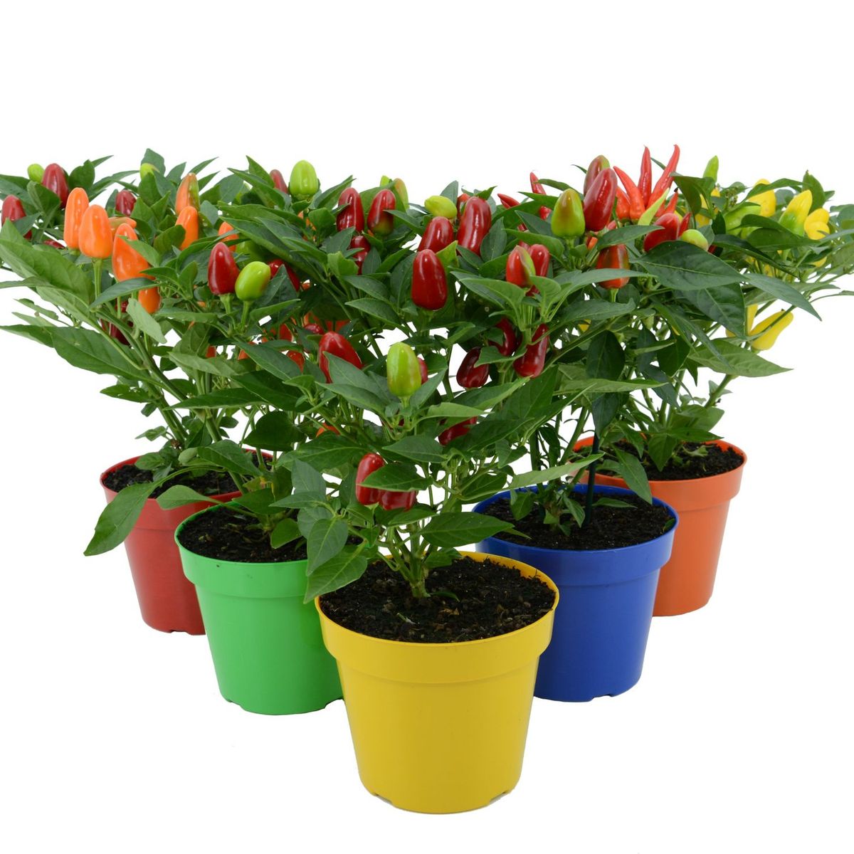 Pimenta Pote 14 Planta Natural, marca Timlog - Foto Principal