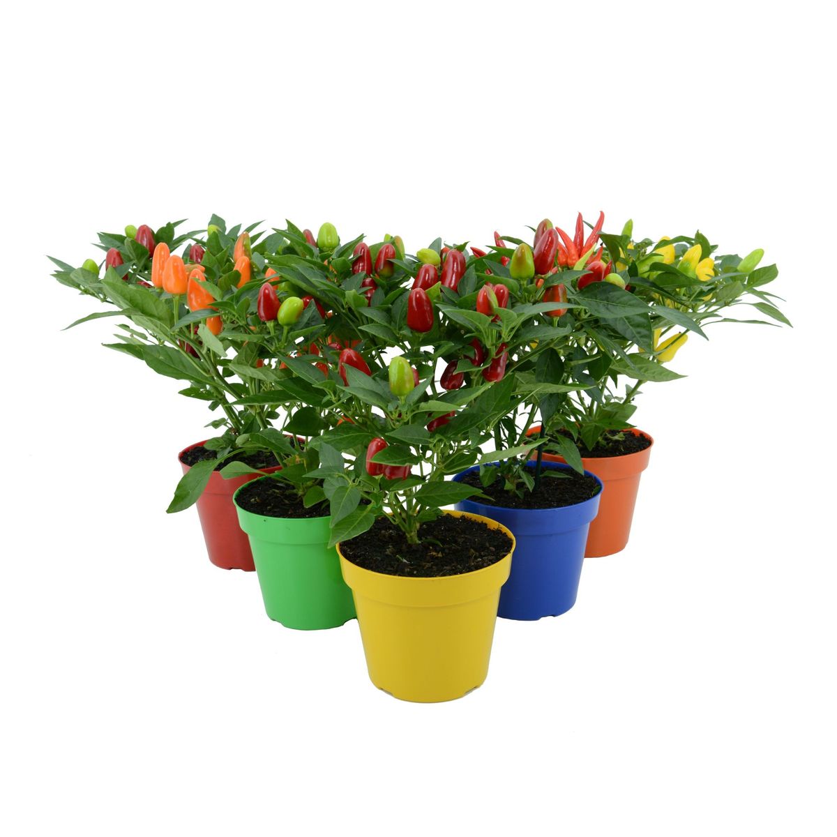 Pimenta Pote 14 Planta Natural, marca Timlog - Foto Principal