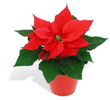 Poinsetia Pote 06