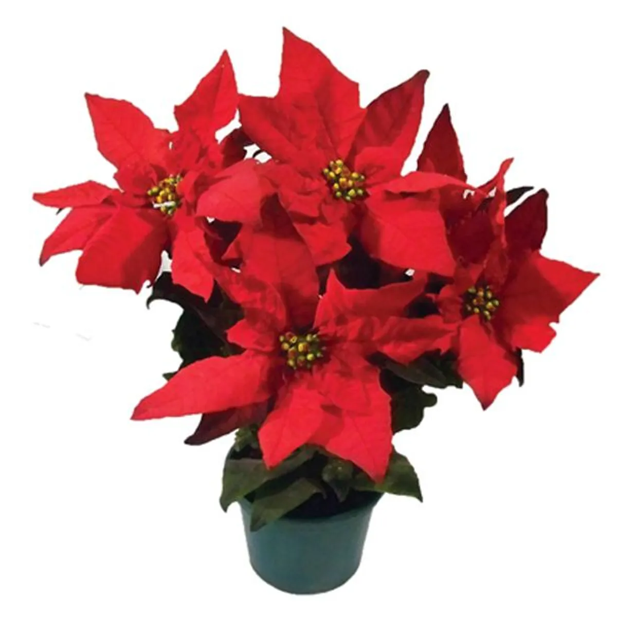 Poinsetia Pote 14, marca Timlog - Foto Principal