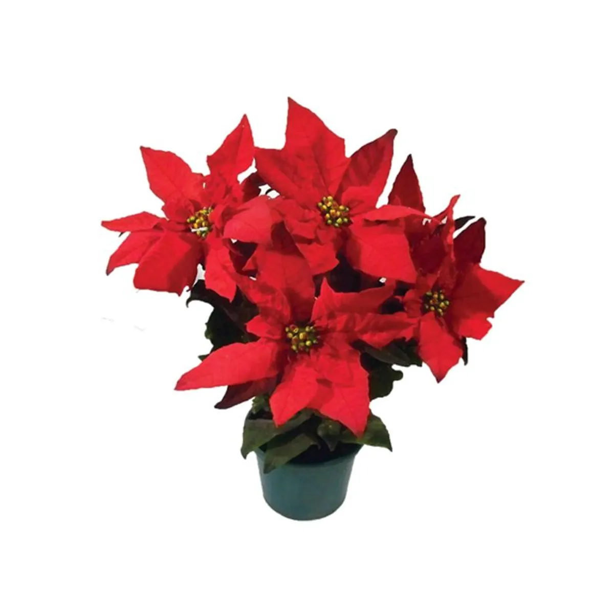 Poinsetia Pote 14, marca Timlog - Foto Principal