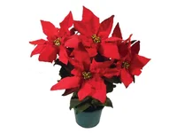Poinsetia Pote 14