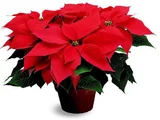 Poinsetia Pote 24