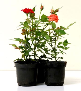 Roseira Mini Pote 06