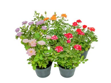 Roseira Mini Pote 13