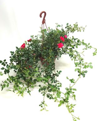 Roseira Pendente Cuia 26