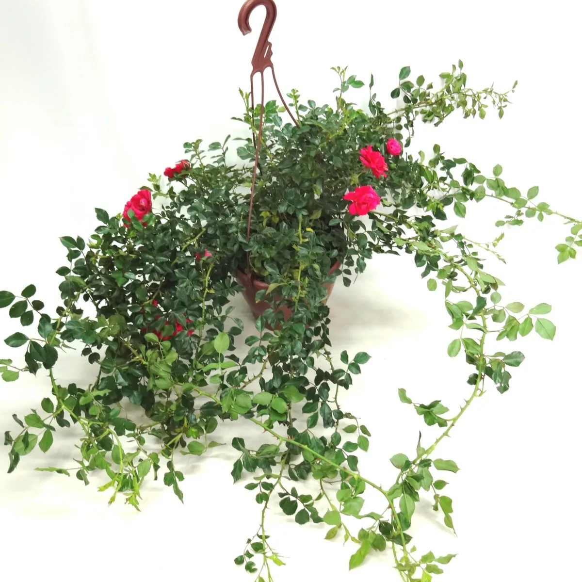 Roseira Mini Rosa Chinensis Pendente Cuia 26 Planta Natural, marca Timlog - Foto Principal