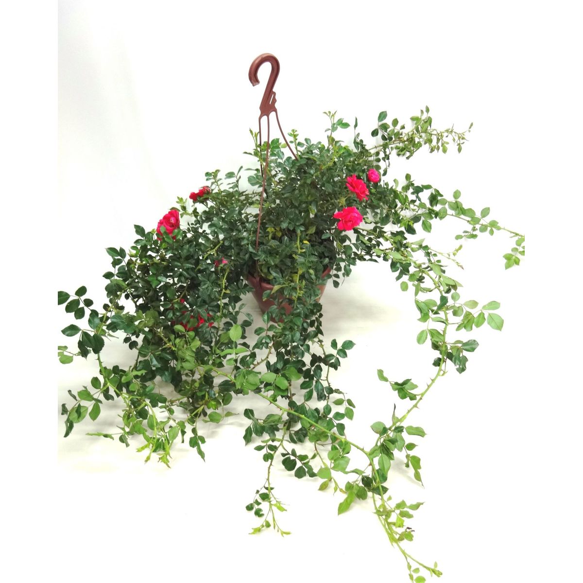 Roseira Mini Rosa Chinensis Pendente Cuia 26 Planta Natural, marca Timlog - Foto Principal
