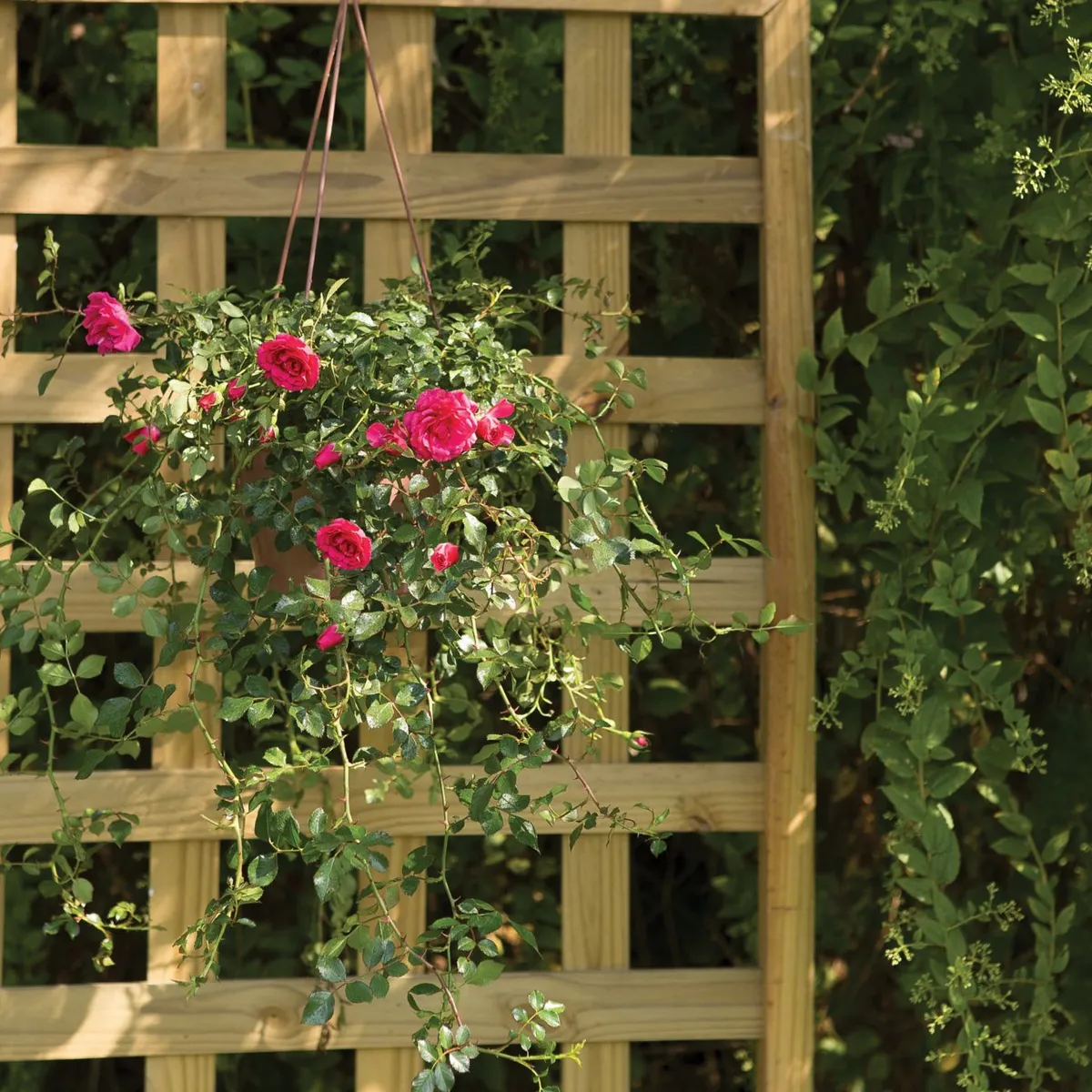 Roseira Mini Rosa Chinensis Pendente Cuia 26 Planta Natural, marca Timlog - Foto 2