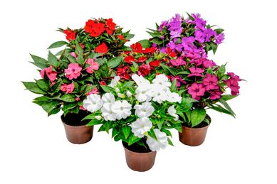 Sunpatiens Pote 13