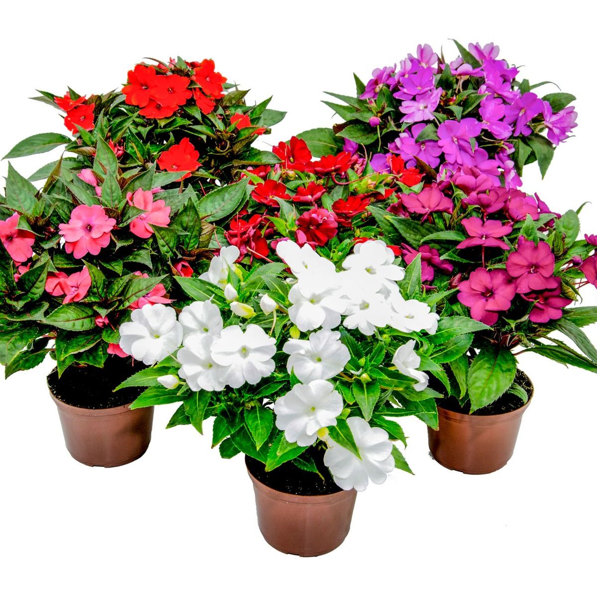 Sunpatiens Pote 13 Planta Natural, marca Timlog - Foto Principal