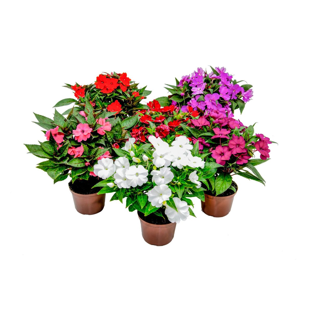 Sunpatiens Pote 13 Planta Natural, marca Timlog - Foto Principal