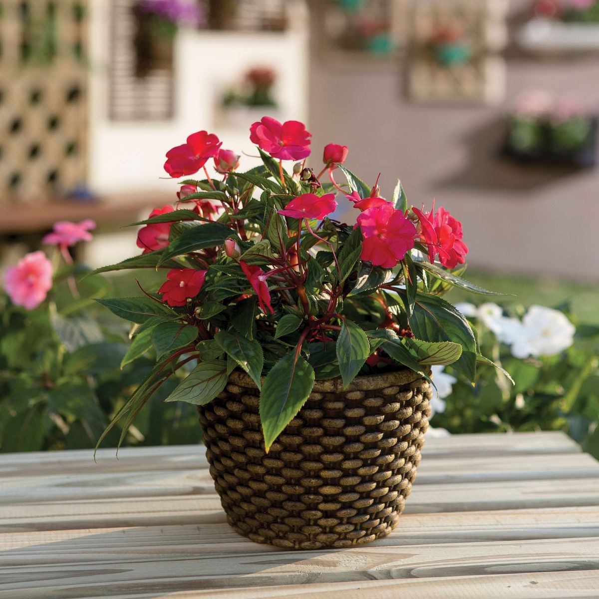 Sunpatiens Pote 13 Planta Natural, marca Timlog - Foto 2