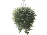 Véu de Noiva Cuia 26 Planta Natural