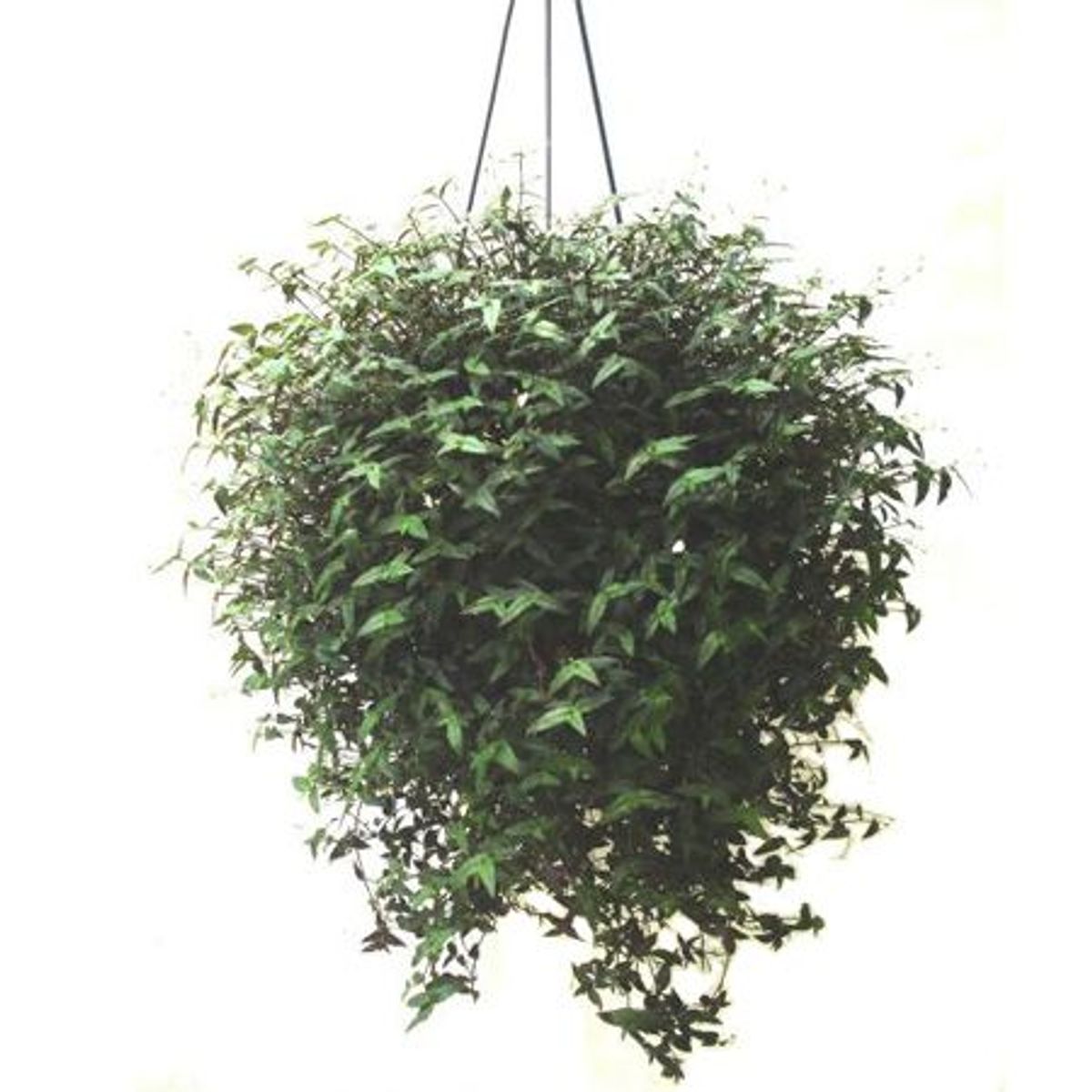 Véu de Noiva Cuia 26 Planta Natural, marca Timlog - Foto Principal