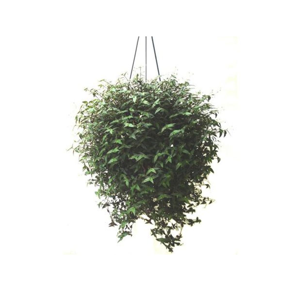 Véu de Noiva Cuia 26 Planta Natural, marca Timlog - Foto Principal