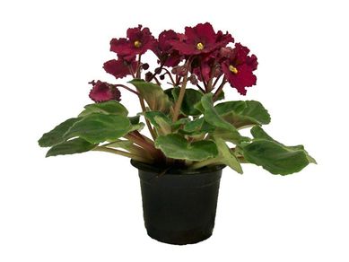 Violeta Pote 11