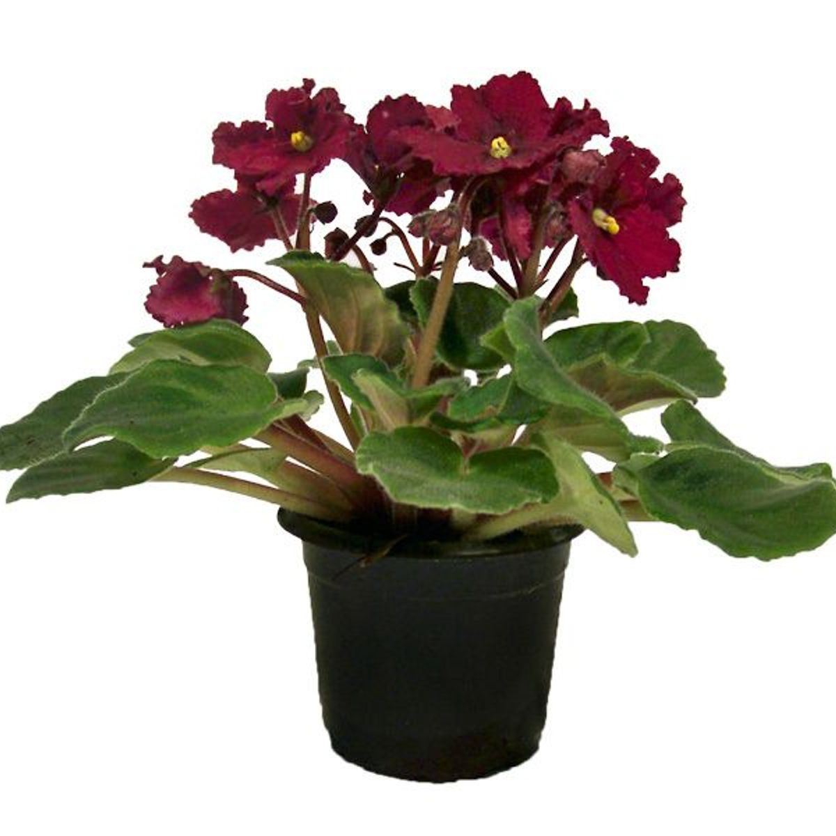 Violeta Saintpaulia Pote 11 Planta Natural, marca Timlog - Foto Principal