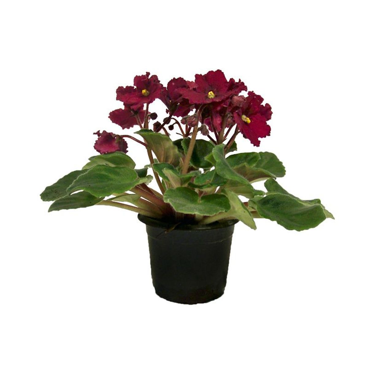 Violeta Saintpaulia Pote 11 Planta Natural, marca Timlog - Foto Principal