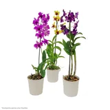 Orquídea Denphalaen Pote 13 Timlog
