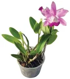 Orquídea Cattleya Pote 15 Planta Natural