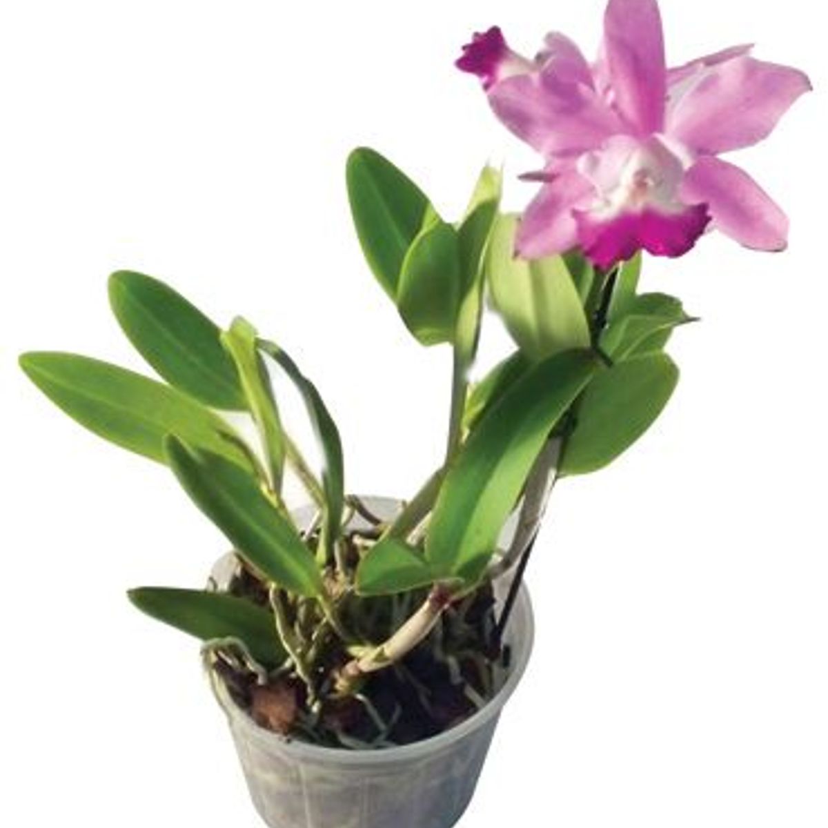 Orquídea Cattleya Pote 15 Planta Natural, marca Timlog - Foto Principal