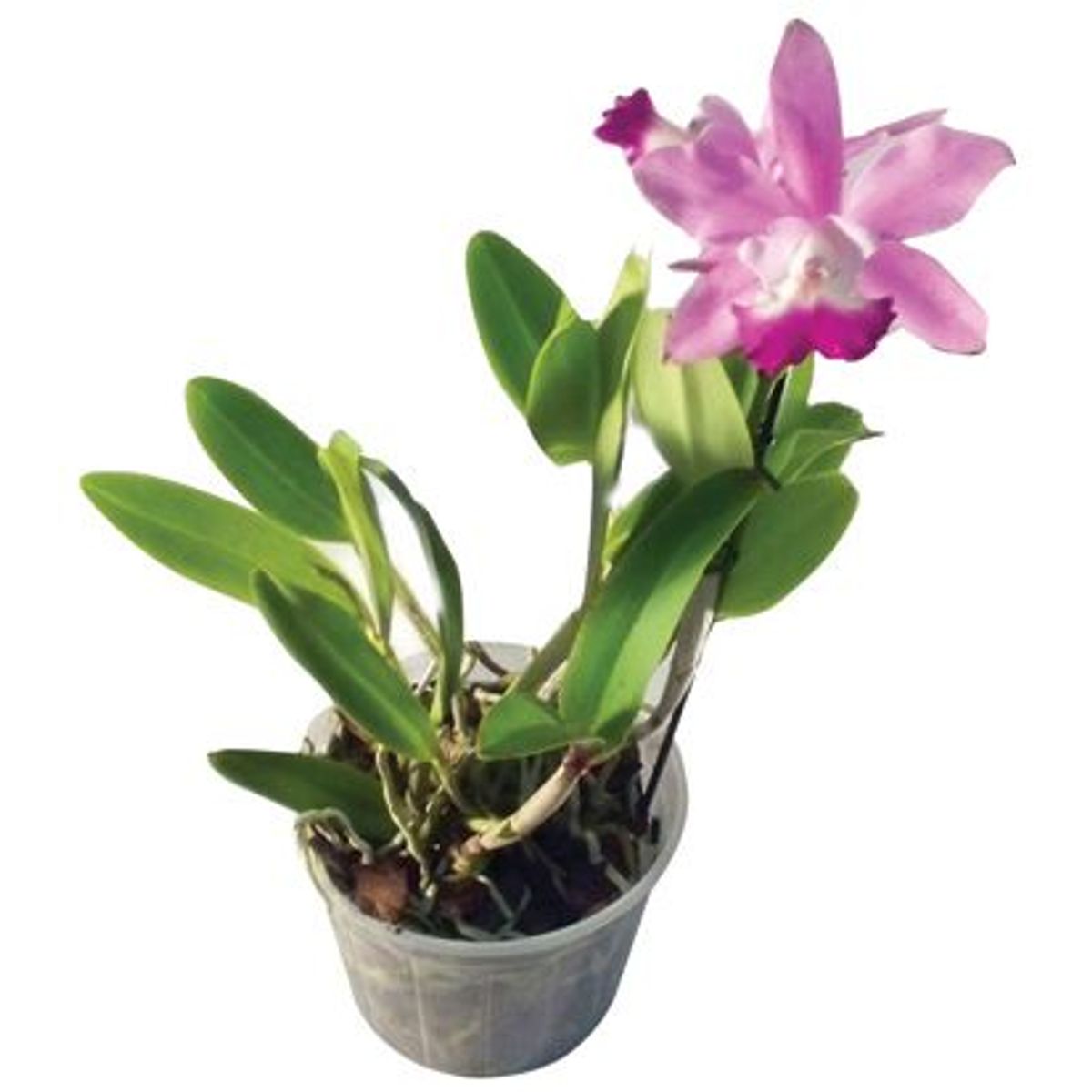Orquídea Cattleya Pote 15 Planta Natural, marca Timlog - Foto Principal