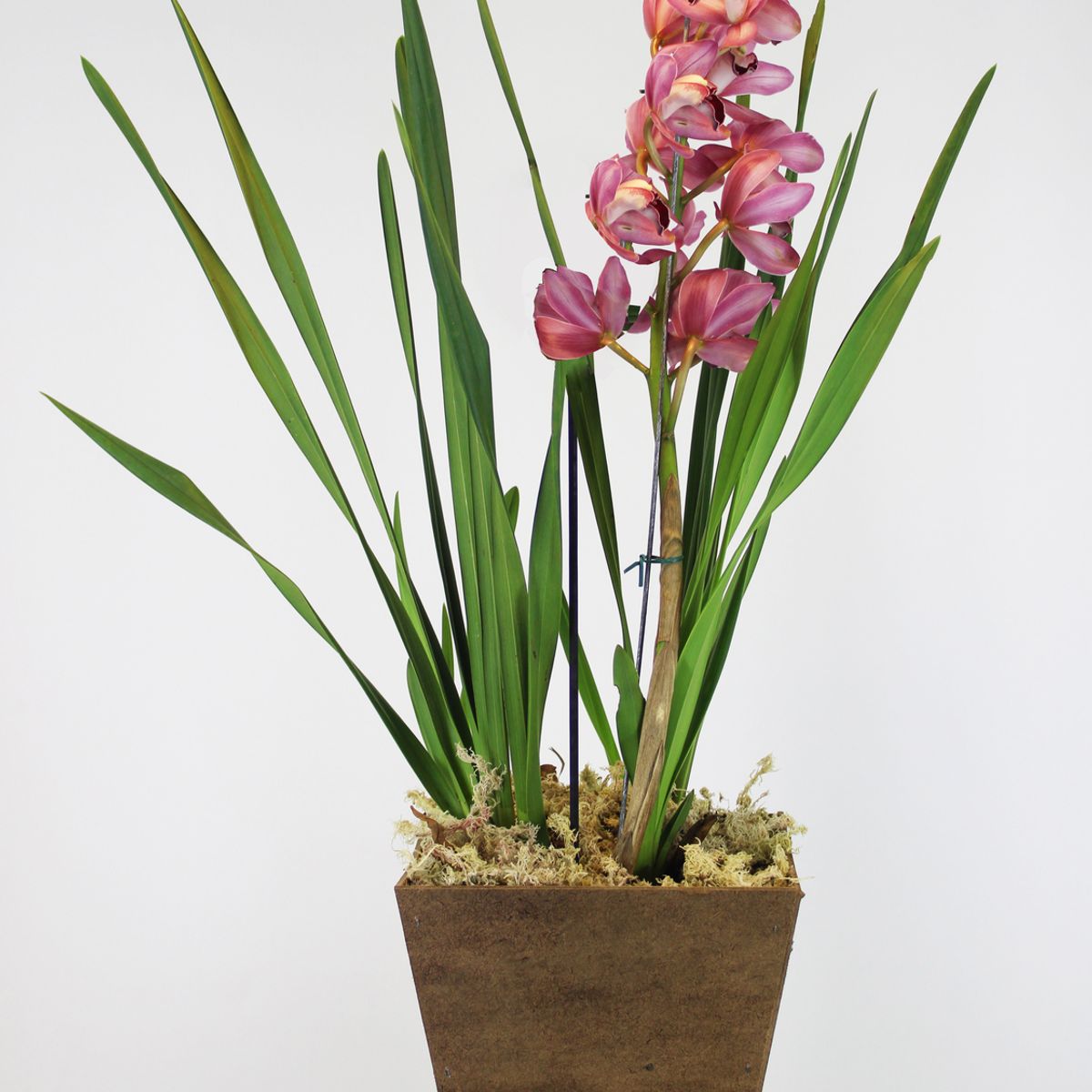 Orquídea Cymbidium Pote 17 Cachepot Madeira, marca Timlog - Foto Principal