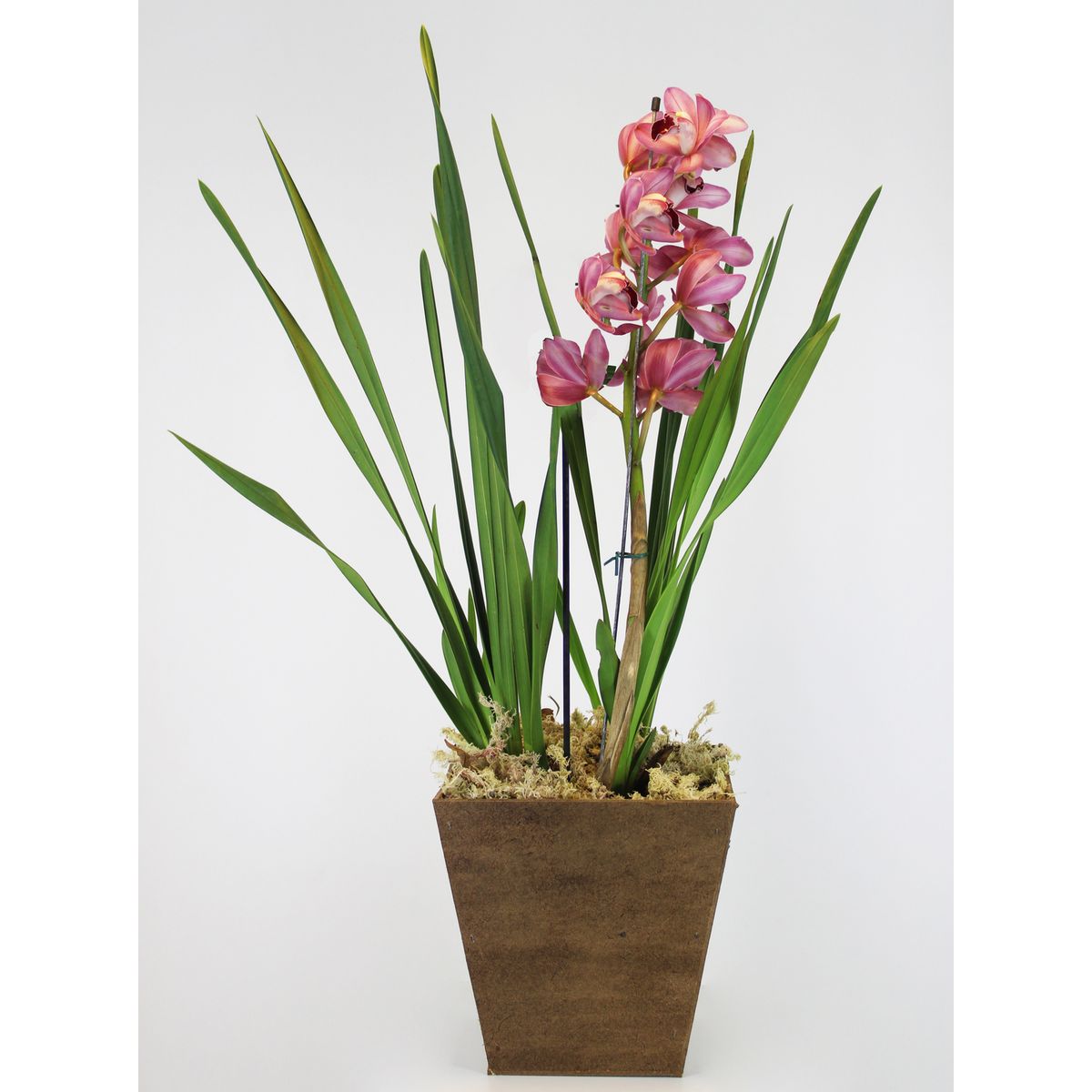 Orquídea Cymbidium Pote 17 Cachepot Madeira, marca Timlog - Foto Principal