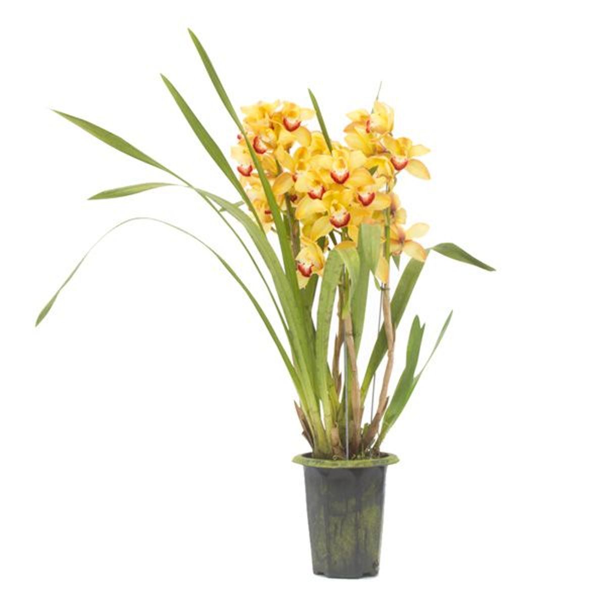Orquídea Cymbidium Pote 17 Cachepot Madeira, marca Timlog - Foto 2