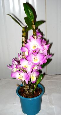 Orqudea Dendrobium Pote 15