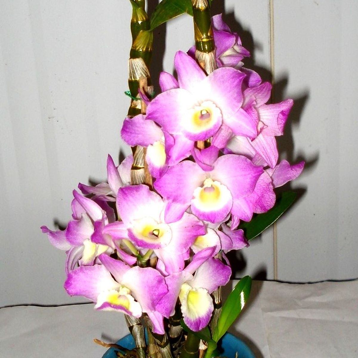 Orquídea Dendrobium Pote 15 Planta Natural, marca Timlog - Foto Principal