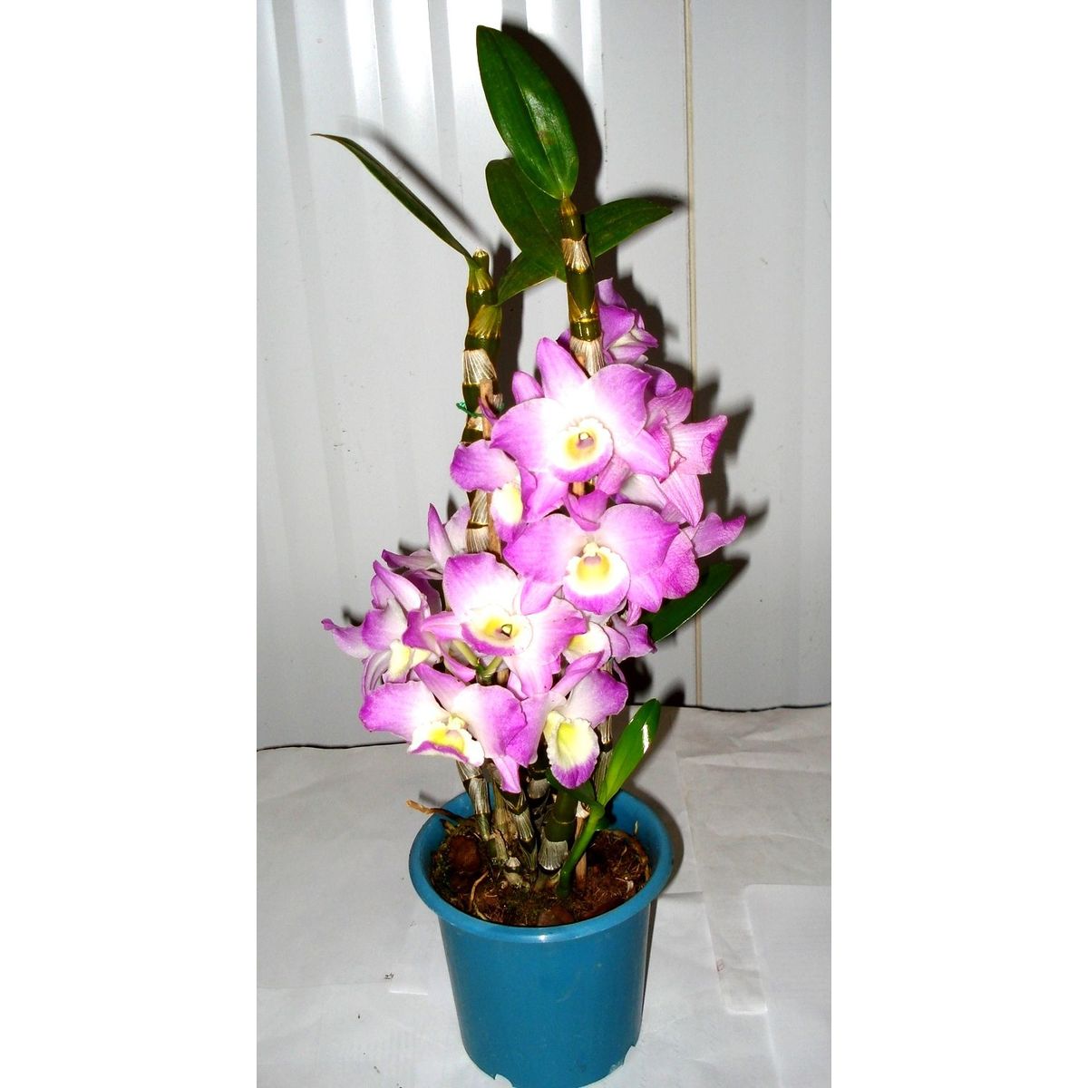 Orquídea Dendrobium Pote 15 Planta Natural, marca Timlog - Foto Principal