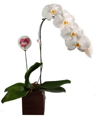 Orqudea Extica Multicores Pote 15