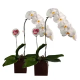 Kit com 2 Unidades Orquídea Phalaenopsis Cascata