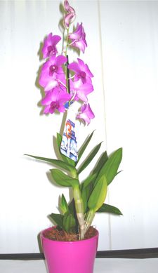 Orqudea Denphalae Cermica Pote 13