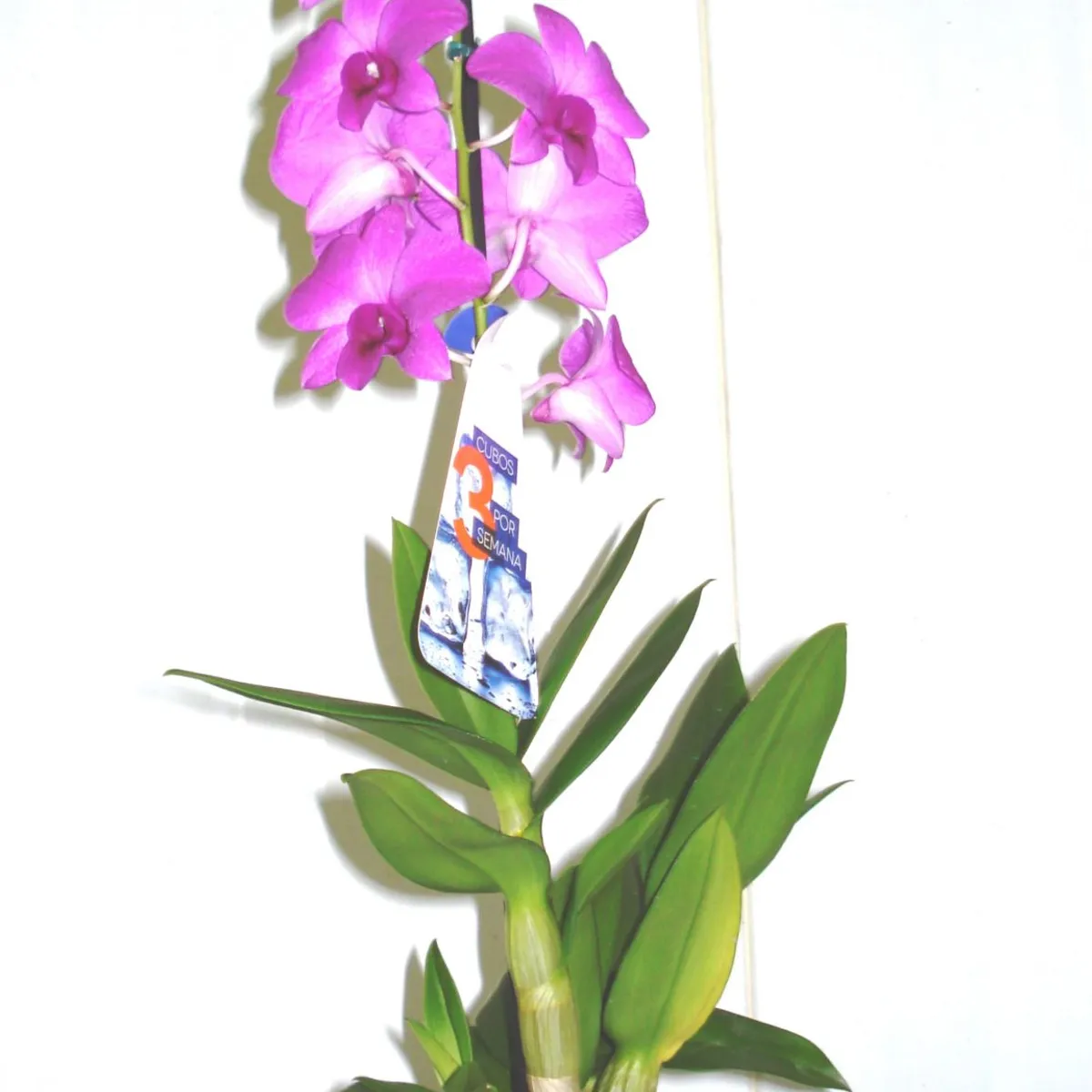 Orquídea Denphalae Cerâmica Pote 13, marca Timlog - Foto Principal