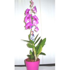 花＊花 w=240,h=240,fit=pad