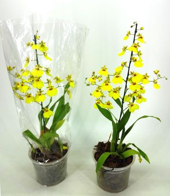 Orqudea Oncidium Aloha Pote 15