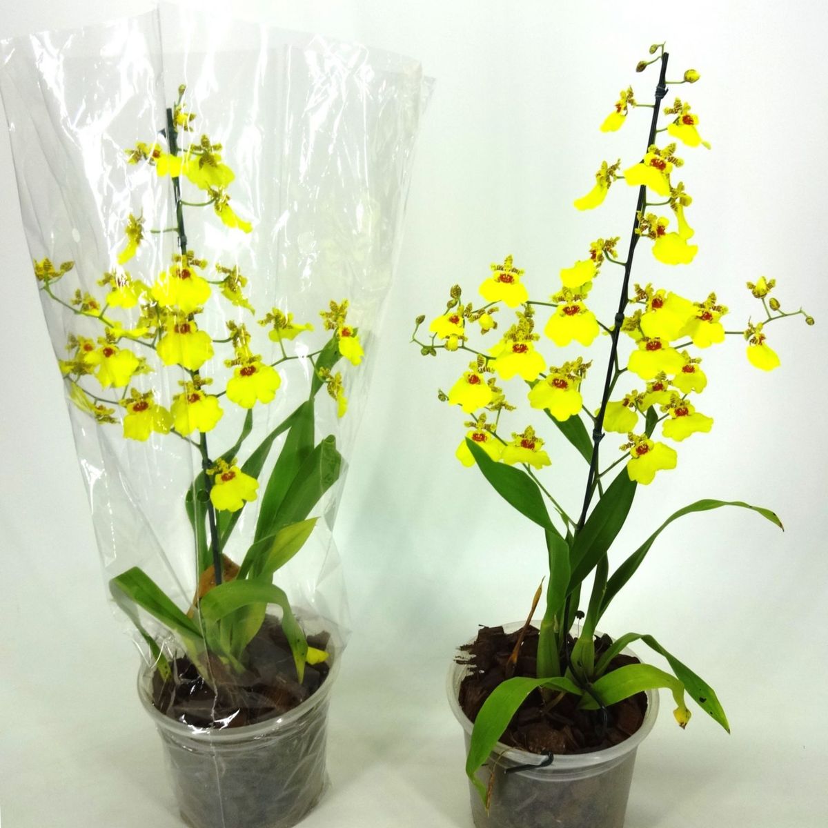 Orquídea Oncidium Aloha Pote 15 Planta Natural, marca Timlog - Foto Principal
