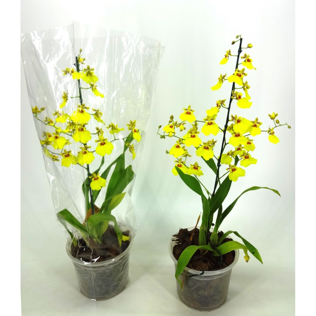 Orquídea Oncidium Aloha Pote 15 Planta Natural, marca Timlog - Foto Principal