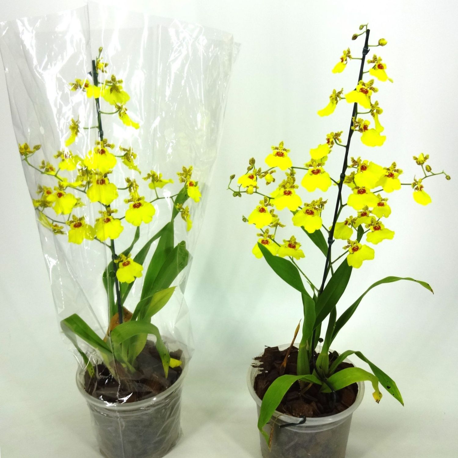 Orquídea Oncidium Aloha Pote 15 Planta Natural | Sodimac