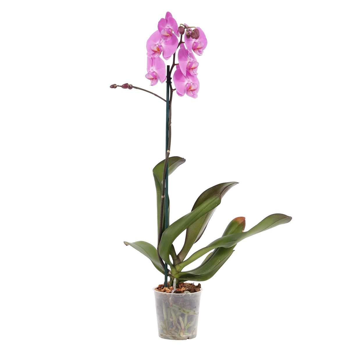 Orquídea Phalaenopsis Pote 12 Planta Natural, marca Timlog - Foto Principal