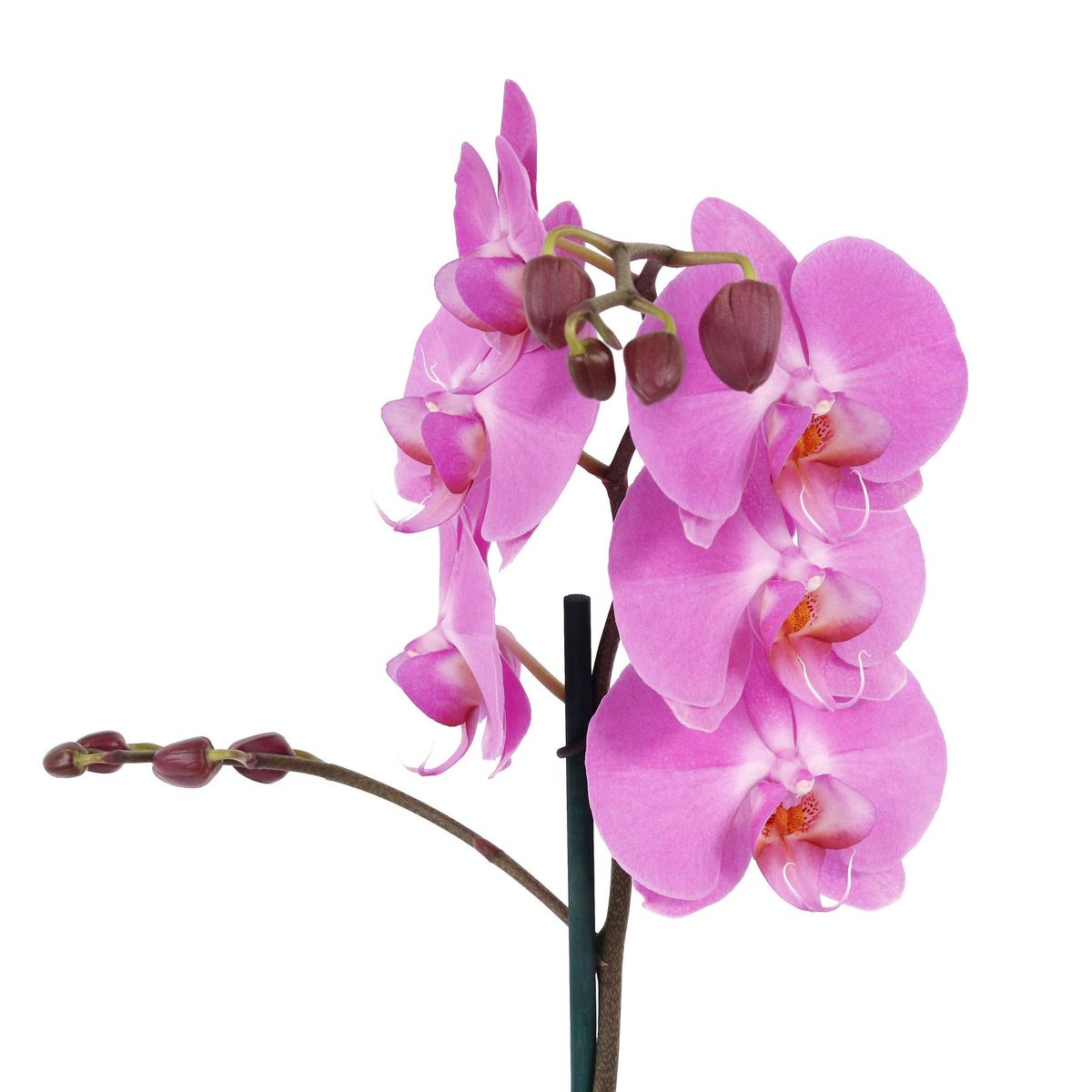 Orquídea Phalaenopsis Pote 12 Planta Natural, marca Timlog - Foto 2